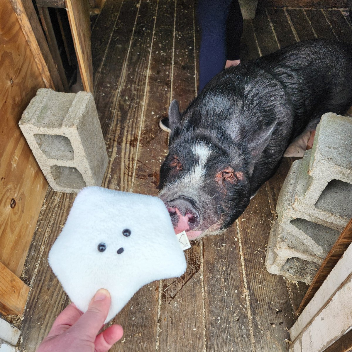 sucklet7's tweet photo. oink oink oink. his name was luigi. 🐽🐷🐖.
#sucklet. #piglet. #friendlet. https://t.co/6qvkVAdtIc