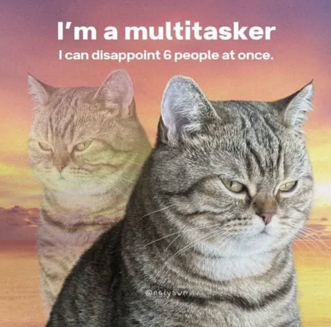 Cat Tribunal tweet media