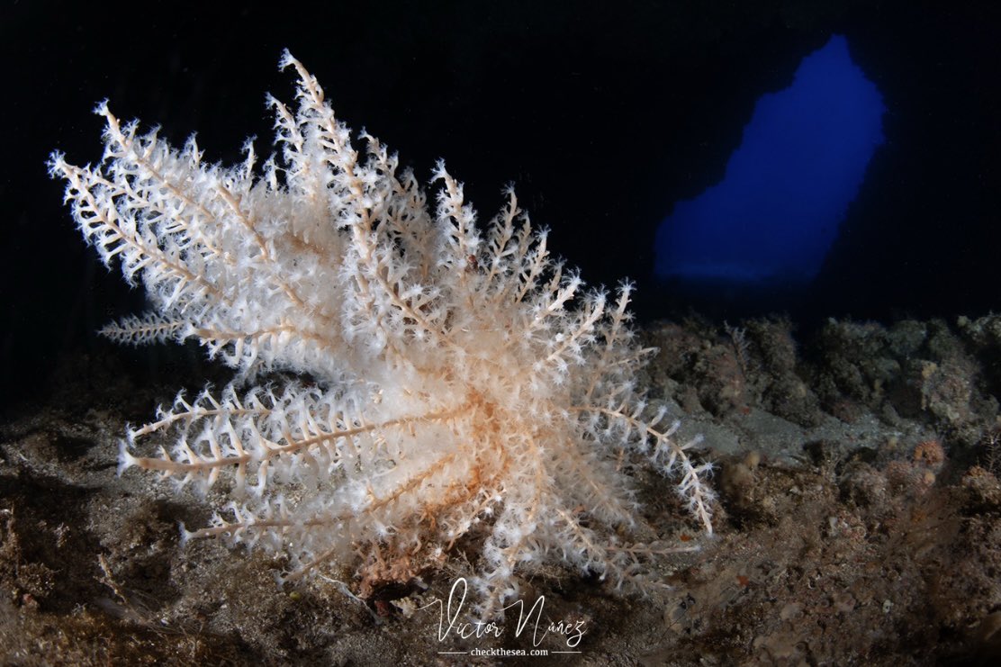 ChecktheSea's tweet photo. El Coral Copo de Nieve habita en fondos rocosos, arrecifes, estructuras realizadas por el hombre como muelles, plataformas, barcos, etc. 

En el post más información:

➡️  https://t.co/DQSko8Ni9D  ⬅️ https://t.co/y06ojr8R0y