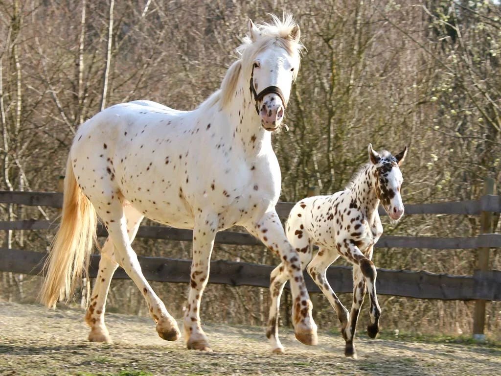 lunarandsunny's tweet photo. Horse coat colours and terms — the basics! 

Coat colours in horses can be a difficult thing to wrap your head around, and so many people have differing labels for different colours. This is a short guide on the basics! (Base coats, Dilutions, White markings) https://t.co/hAwlKn3k3o