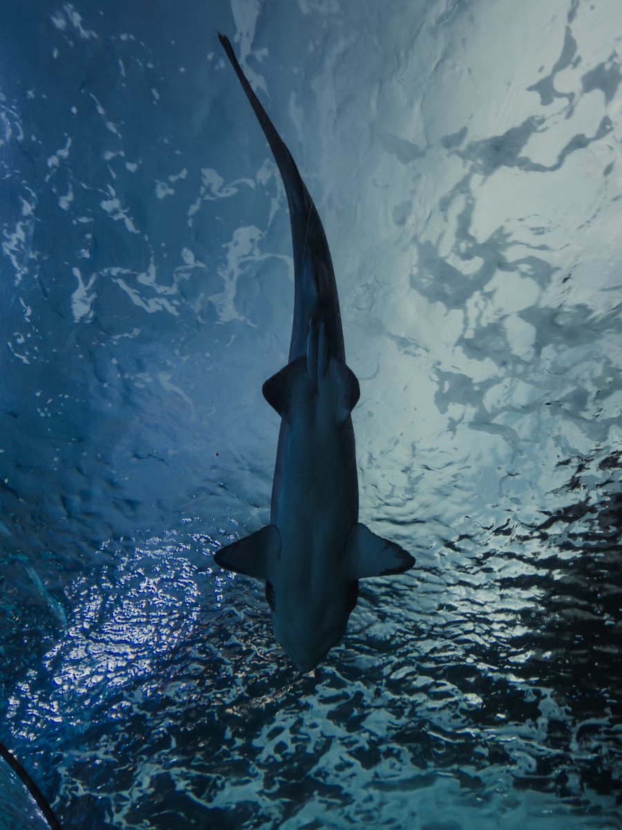 ZarifAli9's tweet photo. does visiting the aquarium make me a tourist in my own city? 🤷‍♂️

📸: iPhone 17 Pro with @MomentProCamera https://t.co/CktNuyw2e6