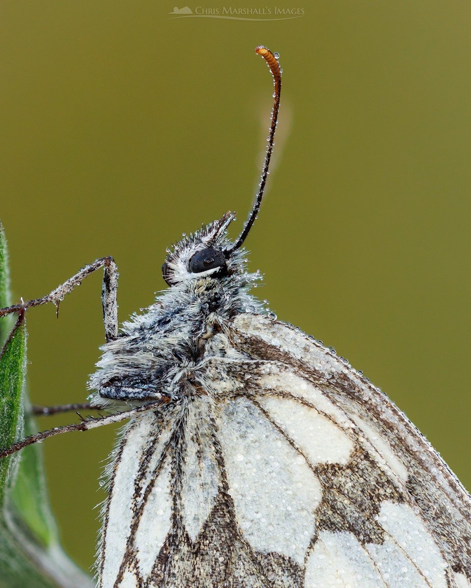 twogiantscoops's tweet photo. A sole Marble White roosting in the grassy border of Staddiscombe rugby field.
#butterfly #marbledwhite #roostingbutterfly #macrophotography #butterflyconservation https://t.co/f8hliTq1Dv