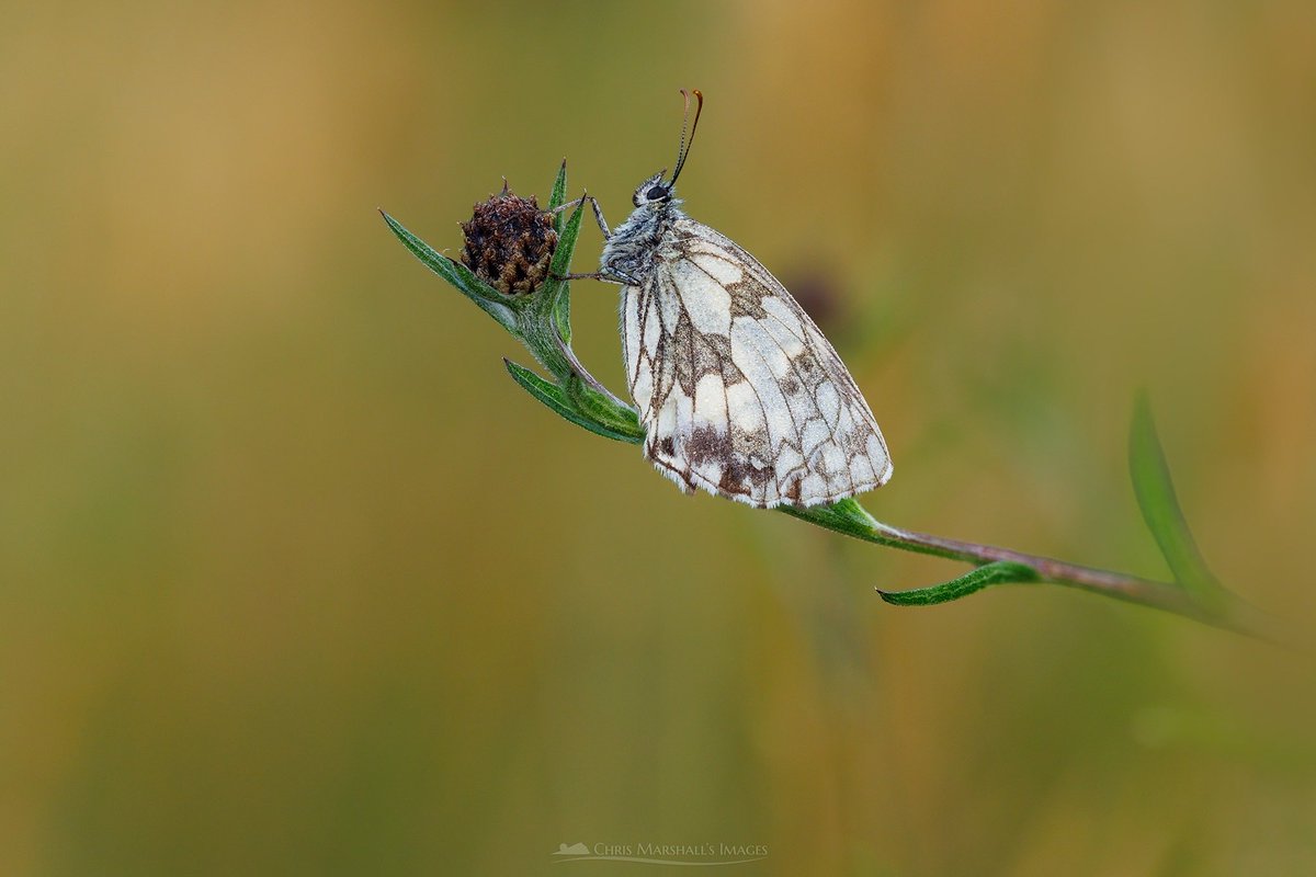 twogiantscoops's tweet photo. A sole Marble White roosting in the grassy border of Staddiscombe rugby field.
#butterfly #marbledwhite #roostingbutterfly #macrophotography #butterflyconservation https://t.co/f8hliTq1Dv