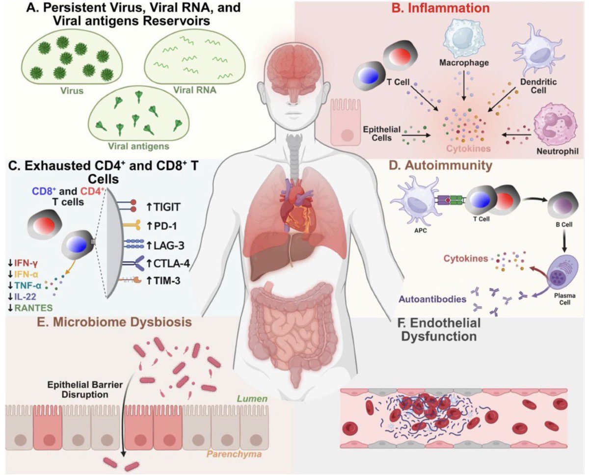 vipintukur's tweet photo. Can #LongCOVID finally be prevented?

➡️ Two of the first randomized, placebo-controlled clinical trials now suggest the answer may be yes. Early treatment with #Paxlovid reduced the risk of LongCOVID by about 40%, while #metformin also significantly lowered the likelihood of developing persistent symptoms. 1/