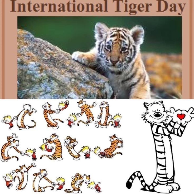 Calvinn_Hobbes's tweet photo. Best friend, philosopher, occasional menace. Happy National Tiger Day to the greatest tiger of all. ❤️
#CalvinandHobbes #NationalTigerDay https://t.co/WBtojifniF