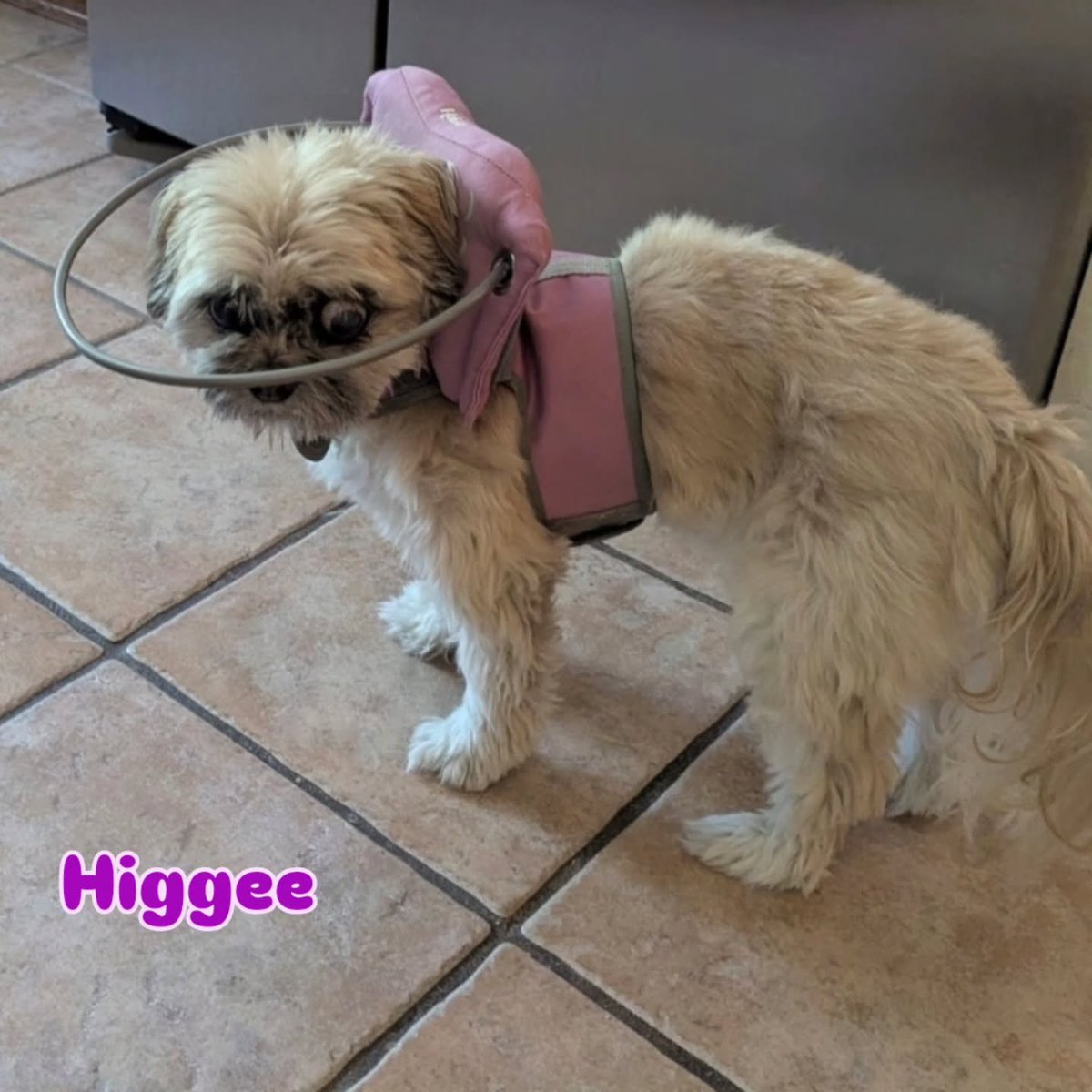 SCFBD2023's tweet photo. Happy Wednesday Angels! Yay! Higgee got her Muffin's Halo. Thank you Angels♡
#blinddog #ShihTzu #Seniordog #doglovers https://t.co/cP189UYlbe