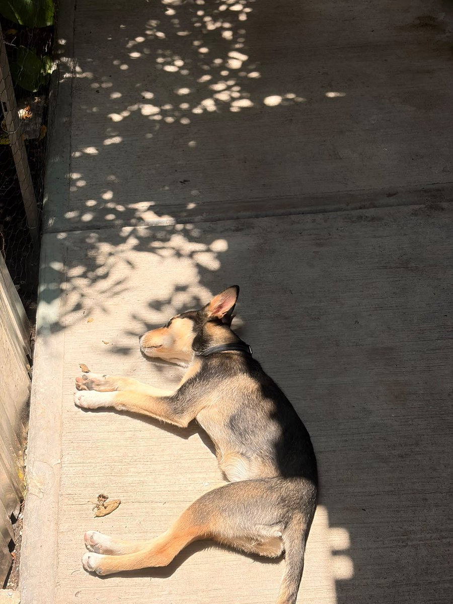 ankirion's tweet photo. No he llegado a casa desde el viernes y ya ando pidiendo fotos de mi perrita porque ya la extraño. Pero es que véanla tomando sus baños de sol 🧡 https://t.co/6sStiJpptD