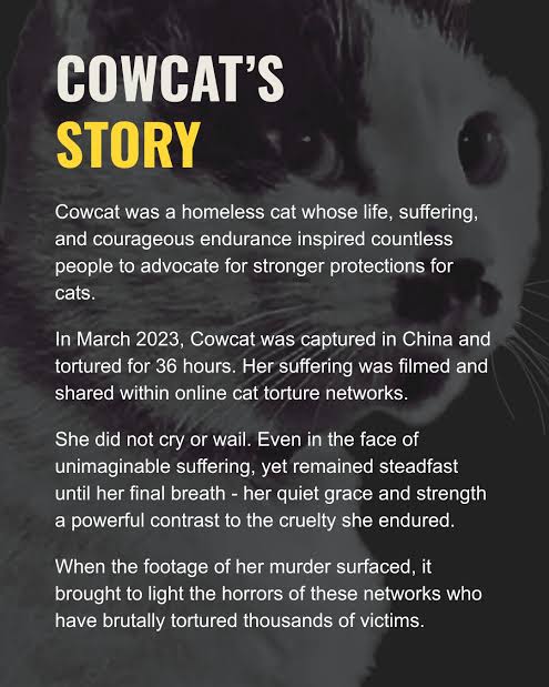 MaleficentLady's tweet photo. BOOOOOOST this please kind followers of mine!
Cats and kittens suffer the worst fates in China. Nightmarish torture and mutilation material I cannot bring myself to even type out without wanting to throw up. The same fates as Wang Wang and even somehow..... much, much worse 😭
Let's help our feline friends out too please 🐱🐈🐾🌻🌸☘️🪴
Where would we be without felines in our lives bringing joy to us? Where would the internet be without cats? Oh Long Johnson? Luna the treat crunching cat? "Huh?" Cat? Long Cat? Grumpy cat? Mr Kritters?
Give @felineguardians a follow, their website is a treasure-trove of ways to help cats in China concretely.
There is room in our hearts to help spread awareness and advocate for them all.
Thank you 🌷🌺😿🙏🏼❤️
#justiceforwangwang #wangwang #wantwant #旺旺 #Jieyang #chinacats #chinesecats #stopcrueltytocats #stopcrueltytokittens #cowcat