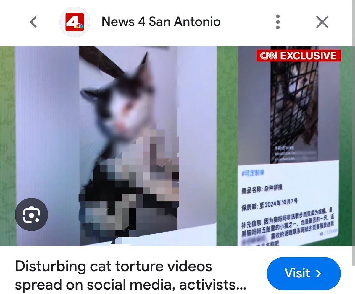 MaleficentLady's tweet photo. BOOOOOOST this please kind followers of mine!
Cats and kittens suffer the worst fates in China. Nightmarish torture and mutilation material I cannot bring myself to even type out without wanting to throw up. The same fates as Wang Wang and even somehow..... much, much worse 😭
Let's help our feline friends out too please 🐱🐈🐾🌻🌸☘️🪴
Where would we be without felines in our lives bringing joy to us? Where would the internet be without cats? Oh Long Johnson? Luna the treat crunching cat? "Huh?" Cat? Long Cat? Grumpy cat? Mr Kritters?
Give @felineguardians a follow, their website is a treasure-trove of ways to help cats in China concretely.
There is room in our hearts to help spread awareness and advocate for them all.
Thank you 🌷🌺😿🙏🏼❤️
#justiceforwangwang #wangwang #wantwant #旺旺 #Jieyang #chinacats #chinesecats #stopcrueltytocats #stopcrueltytokittens #cowcat