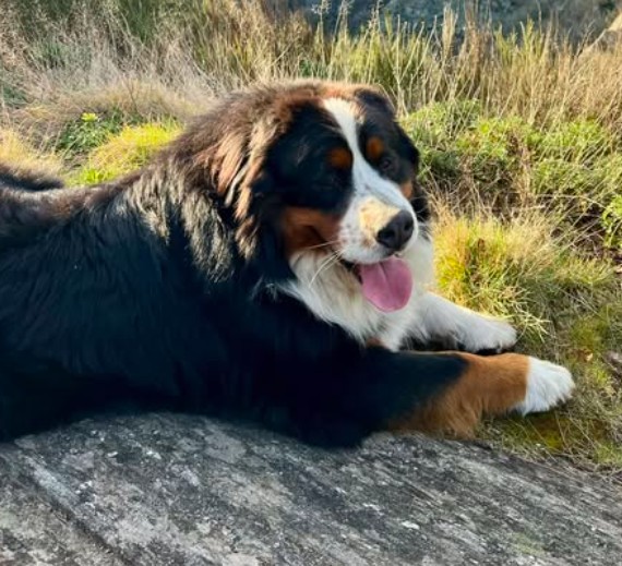 MissingTarn81's tweet photo. 29.07.26 Perdu chien Bouvier Bernois à Le Vintrou. "Tomac". Contact : https://t.co/seImSJatIO #Tarn https://t.co/QDwPESbIqs