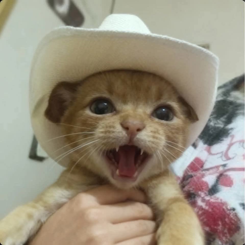 justcats_only's tweet photo. Kitten https://t.co/U5wcvd5iFz