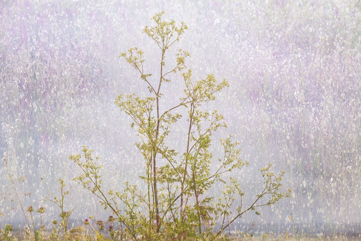 photosbyswati's tweet photo. Good morning! 

Copyright ©️Swati Chakraborty 
Double exposure done in-camera https://t.co/rsKW2DcY7w