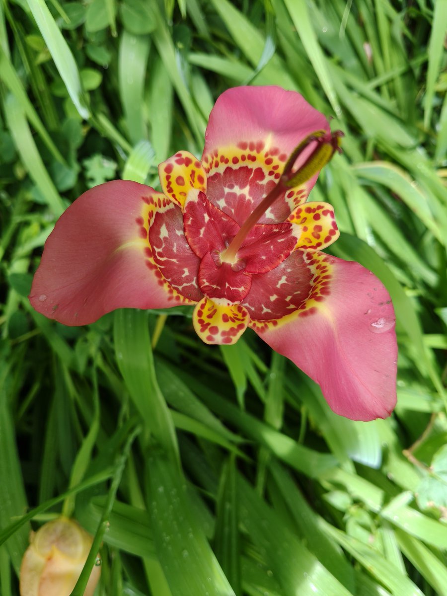 vladpalma's tweet photo. Tigridia pavonia var. Samaria. https://t.co/uVGYyfepIk