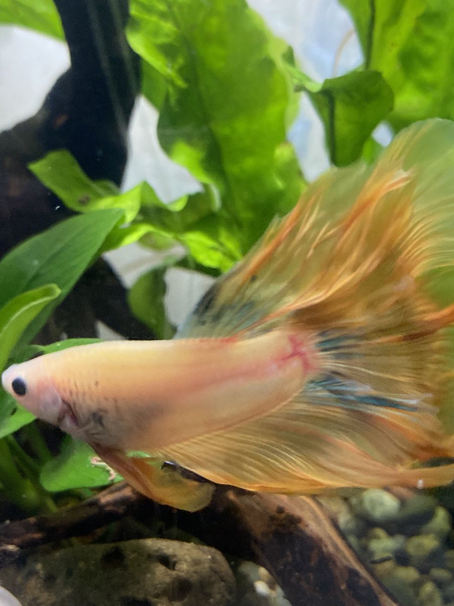 sourapplesoup's tweet photo. Apollo🌞🎶 #fishmom #myprideandjoy https://t.co/6xCFt5fRUJ