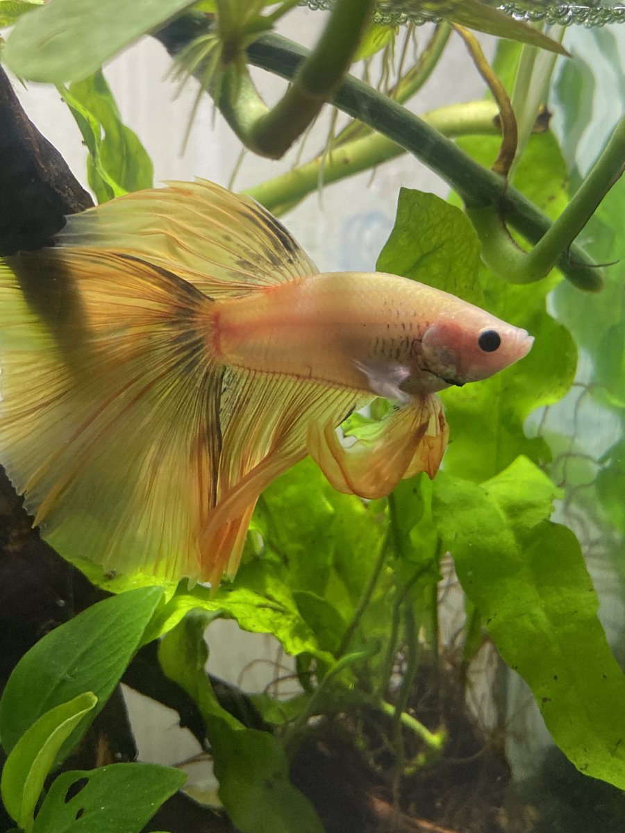 sourapplesoup's tweet photo. Apollo🌞🎶 #fishmom #myprideandjoy https://t.co/6xCFt5fRUJ