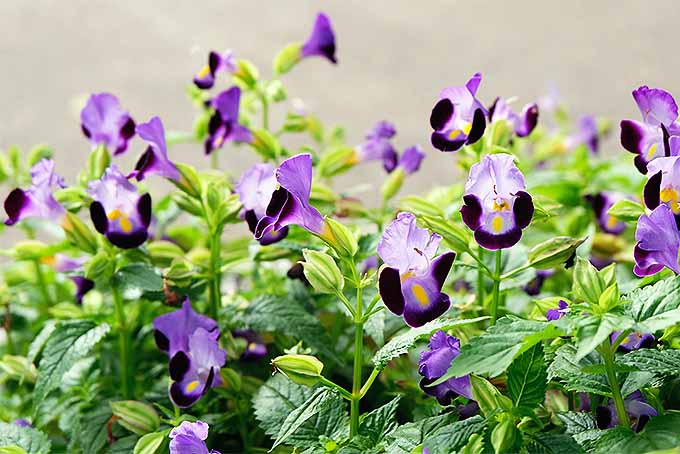 Gardeners_Path_'s tweet photo. Grow Torenia for a Bright Spot in the Shade Garden https://t.co/ohSc0Piqwt #wishboneflower #shadegarden https://t.co/R55sQSJedS