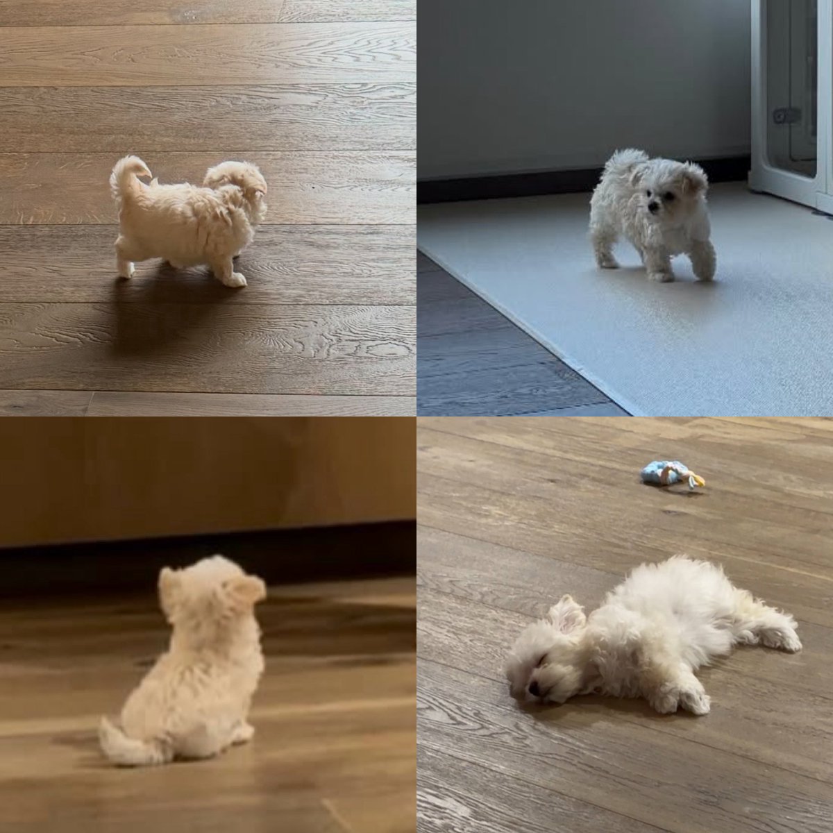 Quartersung's tweet photo. 1cm ➡️ 3cm https://t.co/xHEwy2DzY4
