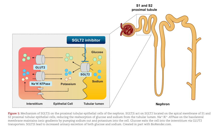 NDTsocial's tweet photo. SGLT2 inhibitors and acute kidney injury

https://t.co/rIrWWJr1JU https://t.co/yRCdDzrFcc