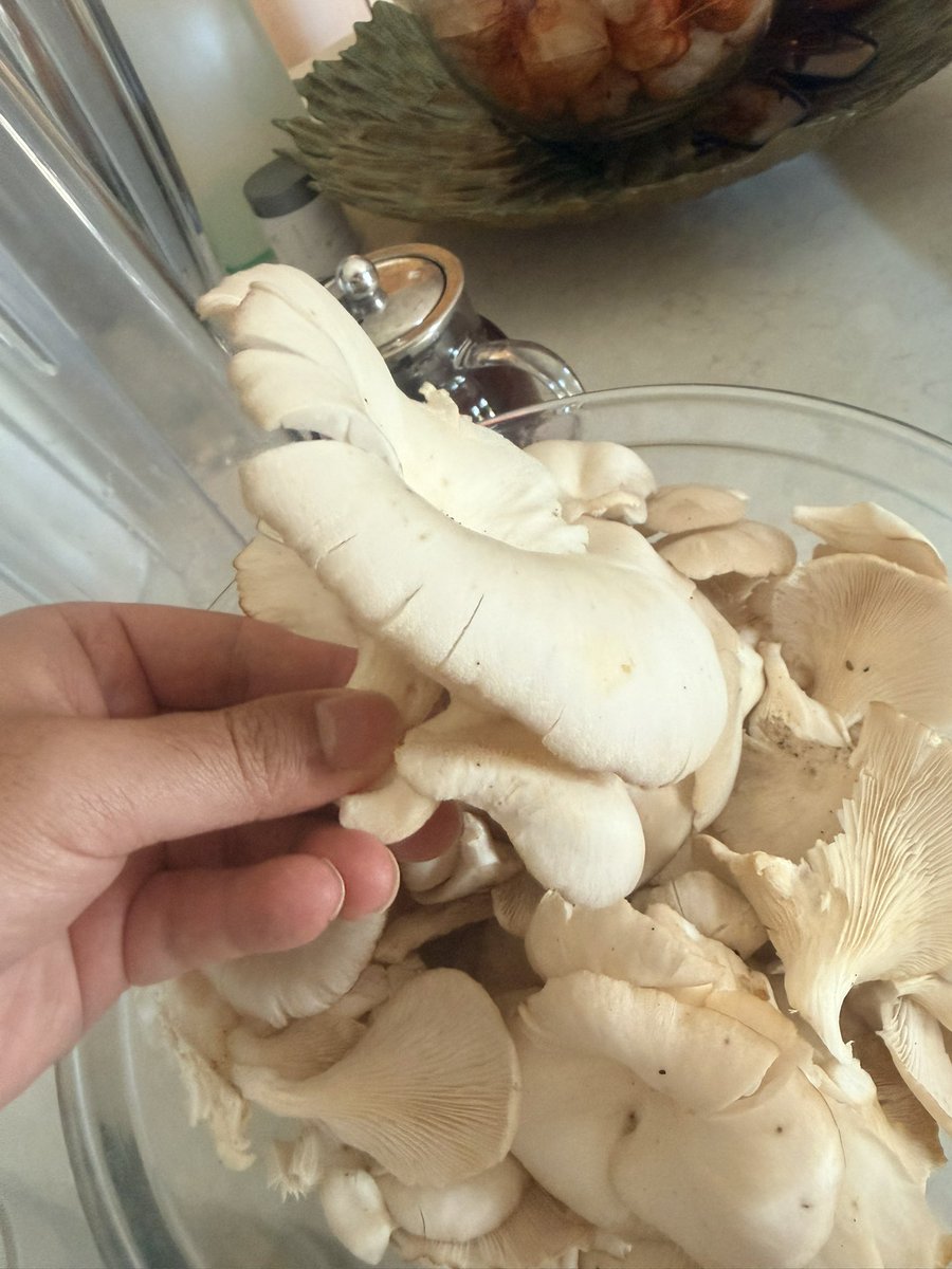 BenArendi's tweet photo. Mother just picked up these mushrooms from the woods…. Are they edible? https://t.co/t8slEFSbv6