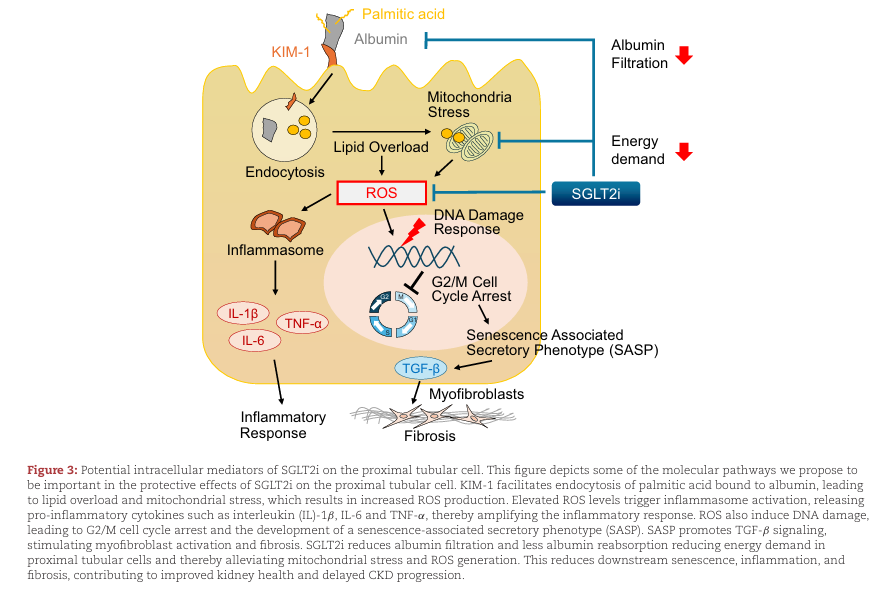 NDTsocial's tweet photo. SGLT2 inhibitors and acute kidney injury

https://t.co/rIrWWJr1JU https://t.co/yRCdDzrFcc
