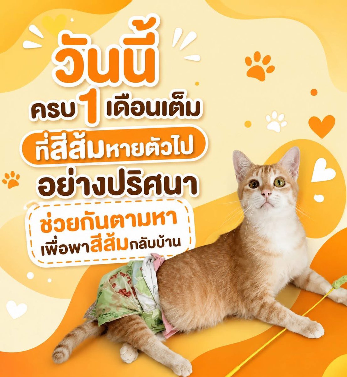 tonever22's tweet photo. 🕒 ครบ 1 เดือนที่ "น้องสีส้ม" หายไป ทีมพี่ปุ๋ม พ่อเพชร ร่วมถึงทีมอาสา ยังไม่สิ้นหวัง 🙏🏻

วันที่ 29 ก.ค. 2569 เป็นวันครบรอบหนึ่งเดือนเต็มที่ "น้องสีส้ม" ตัวน้อยหายตัวไปจากสถานีรถไฟชุมพร นานพอที่ความเงียบจะเริ่มหนักอึ้ง แต่ก็นานพอเช่นกันที่จะพิสูจน์ว่า มีคนกลุ่มหนึ่งไม่เคยหยุดตามหาเขาเลยสักวัน

☀️ เช้าวันนี้ ทีมงาน The Hope Thailand ระดมกำลังชุดใหญ่ลงพื้นที่อีกครั้ง เหมือนวันแรกที่เริ่มค้นหา ปูพรมค้นหาอย่างไม่ลดละ
จิตอาสากว่า 30-40 ชีวิต พร้อมทีมกู้ภัย ร่วมแรงร่วมใจกันเดินหน้าภารกิจพาน้องส้มๆ กลับบ้าน ด้วยความหวังว่าครบเดือนนี้จะเป็นจุดเปลี่ยน ไม่ใช่จุดสิ้นสุด

🐕‍🦺 สองจมูกพิเศษที่มาช่วยตาม
คราวนี้ทีมได้รับการสนับสนุนสุนัข K-9 ผู้เชี่ยวชาญด้านการดมกลิ่นถึง 2 ตัว คือ "น้องทราเวล จากนครปฐม" และ "น้องชีต้า น้องจำปี จากขอนแก่น" ที่เดินทางมาช่วยตามหาน้องส้มโดยเฉพาะ

🚂 ทุกเส้นทางไม่ถูกมองข้าม
การรถไฟแห่งประเทศไทยสนับสนุนรถตรวจทางเบา พาคณะทำงานและทีม K-9 สำรวจเส้นทางตั้งแต่สถานีชุมพรไปจนถึงสถานีสวี เพื่อไม่ให้พลาดเบาะแสแม้เพียงเล็กน้อย ไม่ละเลยทุกความเป็นไปได้

👤 ทีมงานยังประสานกับการรถไฟฯ เพื่อสอบถามข้อมูลจากกลุ่มพนักงานทำความสะอาด Outsource ซึ่งเป็นกลุ่มสุดท้ายที่อยู่ใกล้ชิดกับน้องส้มก่อนที่จะหายตัวไป

🗓️ หนึ่งเดือนอาจฟังดูยาวนาน แต่สำหรับคนที่ยังไม่หยุดตามหา ทุกวันคือโอกาสใหม่ที่จะได้พาน้องส้มกลับบ้าน 🧡🐈

#แมวหายบนรถไฟ