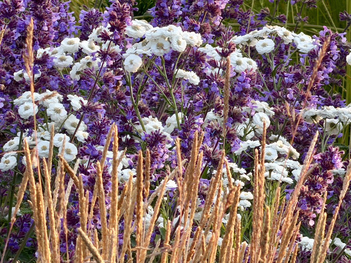 LizzieHelenMay's tweet photo. #flowersonFriday #fourforFriday so enjoyed the flowers in the public spaces in Helsinki - they seem to favour very densely planted beds and oversized pots both of which worked well with the summer light https://t.co/HjI4fah6h9
