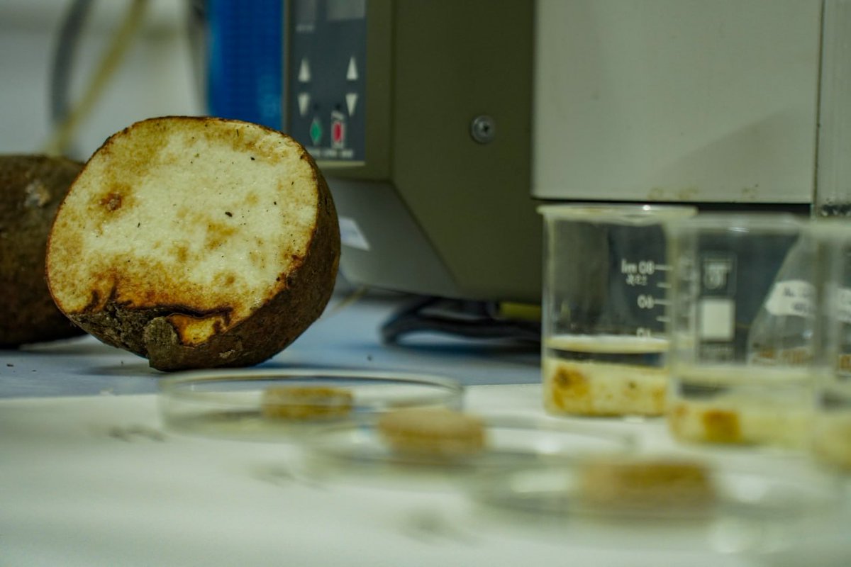 fonacit_ve's tweet photo. #Conoce || IVIC desarrolla investigación bioquímica para la extracción de mucílagos en tubérculos nacionales 🧑🔬🥔
Investigación, financiada y respaldada por
#Fonacit gracias a los recursos recaudados vía #LOCTI.
+Info: https://t.co/16VvKjds3X https://t.co/MnYA0rzkxh