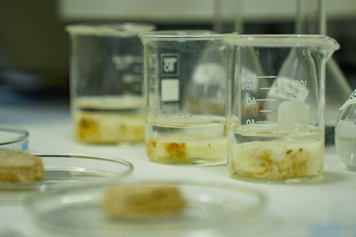 fonacit_ve's tweet photo. #Conoce || IVIC desarrolla investigación bioquímica para la extracción de mucílagos en tubérculos nacionales 🧑🔬🥔
Investigación, financiada y respaldada por
#Fonacit gracias a los recursos recaudados vía #LOCTI.
+Info: https://t.co/16VvKjds3X https://t.co/MnYA0rzkxh