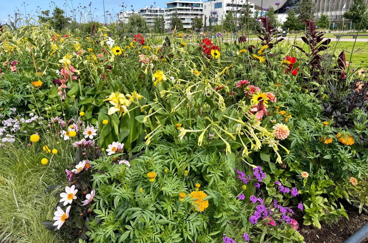 LizzieHelenMay's tweet photo. #flowersonFriday #fourforFriday so enjoyed the flowers in the public spaces in Helsinki - they seem to favour very densely planted beds and oversized pots both of which worked well with the summer light https://t.co/HjI4fah6h9