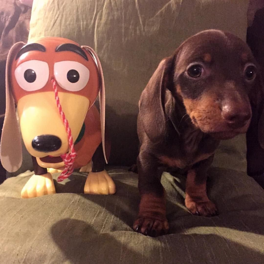 CuteDogMagic's tweet photo. https://t.co/fwFmTLhK1S