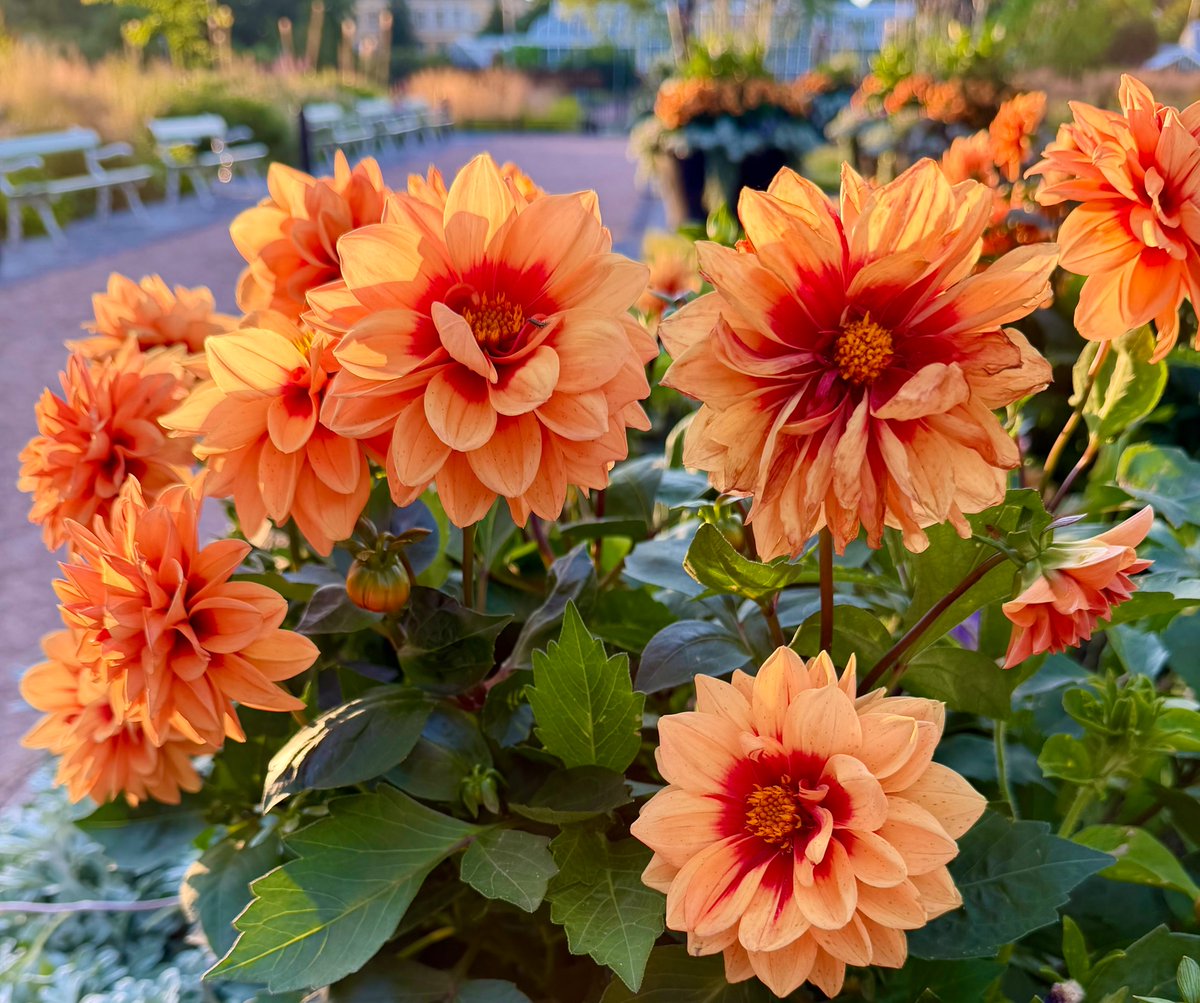 LizzieHelenMay's tweet photo. #flowersonFriday #fourforFriday so enjoyed the flowers in the public spaces in Helsinki - they seem to favour very densely planted beds and oversized pots both of which worked well with the summer light https://t.co/HjI4fah6h9