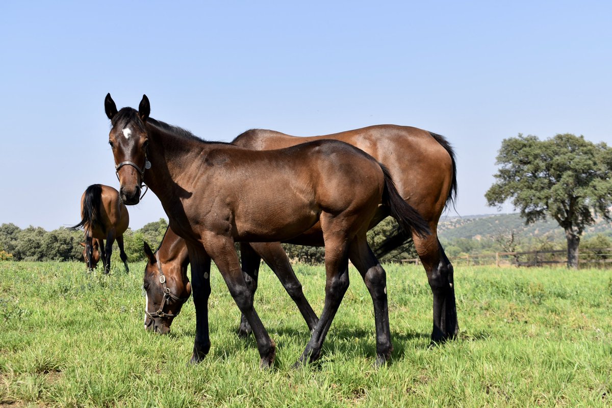 YeguadaAgrado's tweet photo. #Foals 

N26 H. c. 24/02/2026 🇪🇸

𝘽𝙊𝙒 𝘾𝙍𝙀𝙀𝙆 X LADY MOON

N26 H.a. 01/03/2026 🇪🇸

𝙍𝙐𝙇𝙀𝙍 𝙊𝙁 𝙏𝙃𝙀 𝙒𝙊𝙍𝙇���� X TRASTAMARA

#YeguadaAgrado #BowCreek https://t.co/HWLPebPVpp