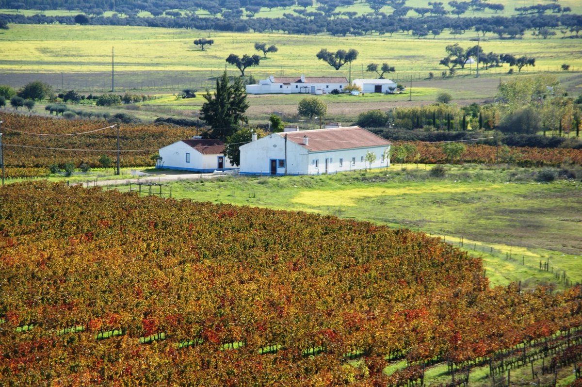 Artisan_Wines's tweet photo. Semaphore 7 is made in the Alentejo region of  Portugal. Winemaker, José Piteira has been working in the region for more than 25 years. Born and raised in Alentejo, wine was always his passion. 
https://t.co/ieY7f1a7mg https://t.co/opI9dzAkg7