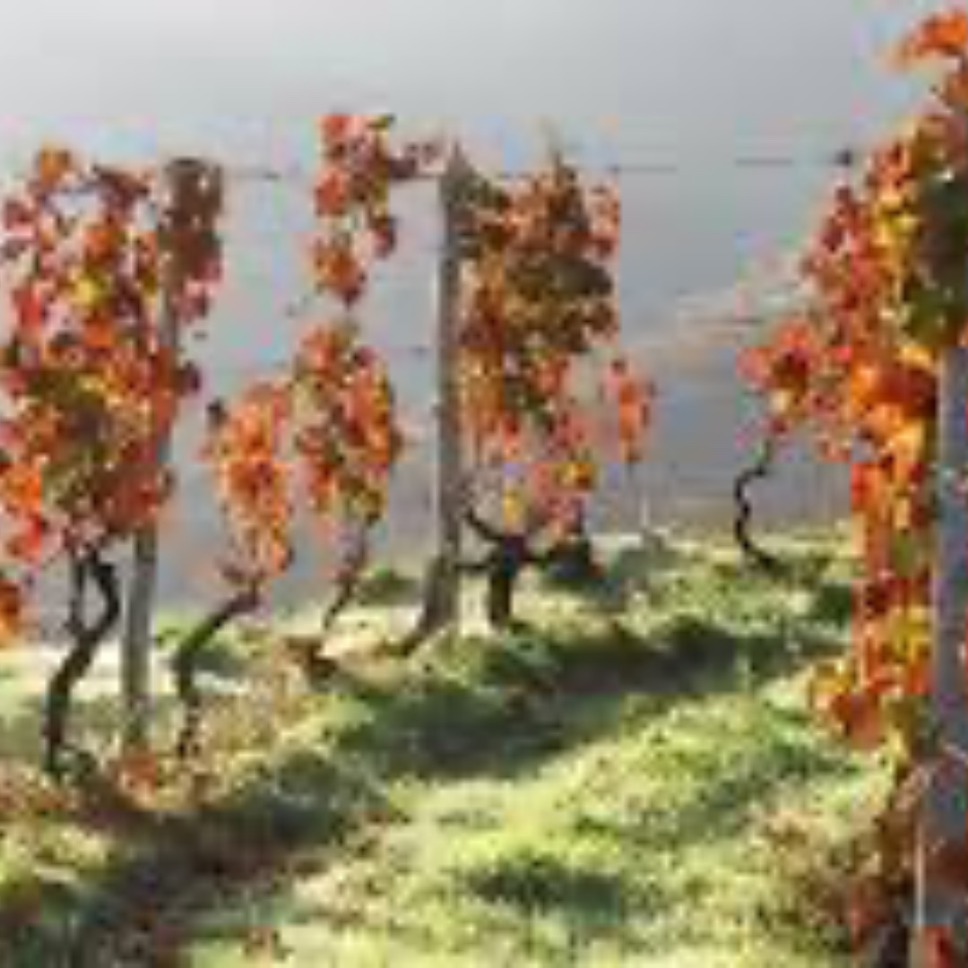 Artisan_Wines's tweet photo. Semaphore 7 is made in the Alentejo region of  Portugal. Winemaker, José Piteira has been working in the region for more than 25 years. Born and raised in Alentejo, wine was always his passion. 
https://t.co/ieY7f1a7mg https://t.co/opI9dzAkg7