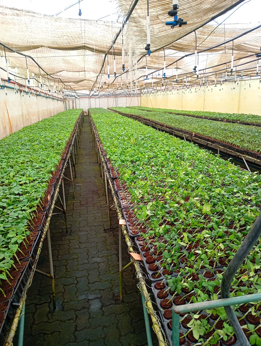 StephenO39138's tweet photo. A nursery of grafted roses, how organised and clean... Fact you need white gumboots to walk in here. https://t.co/Nio1ZwpwEF
