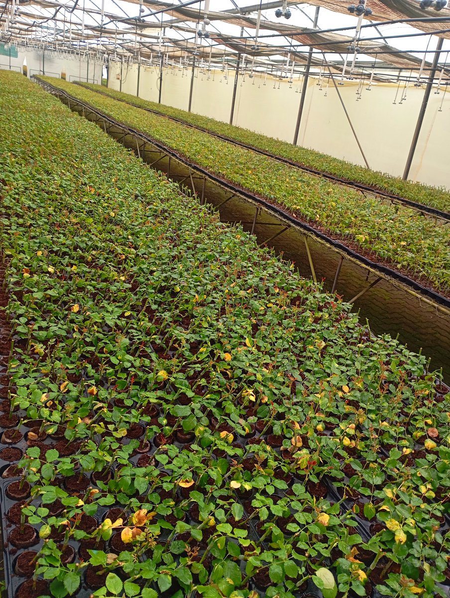 StephenO39138's tweet photo. A nursery of grafted roses, how organised and clean... Fact you need white gumboots to walk in here. https://t.co/Nio1ZwpwEF