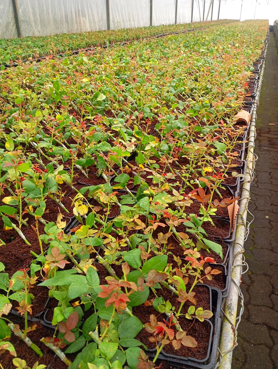 StephenO39138's tweet photo. A nursery of grafted roses, how organised and clean... Fact you need white gumboots to walk in here. https://t.co/Nio1ZwpwEF