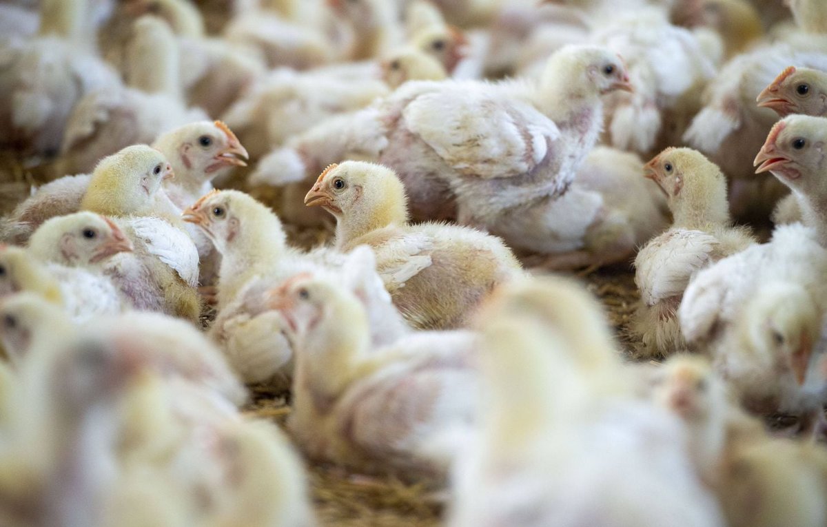 Vetitude's tweet photo. 🇦🇺🐣 L’Australie confirme une transmission locale de la #grippe aviaire #H5
https://t.co/qcXWpCuhvK https://t.co/DVQ8398q6f