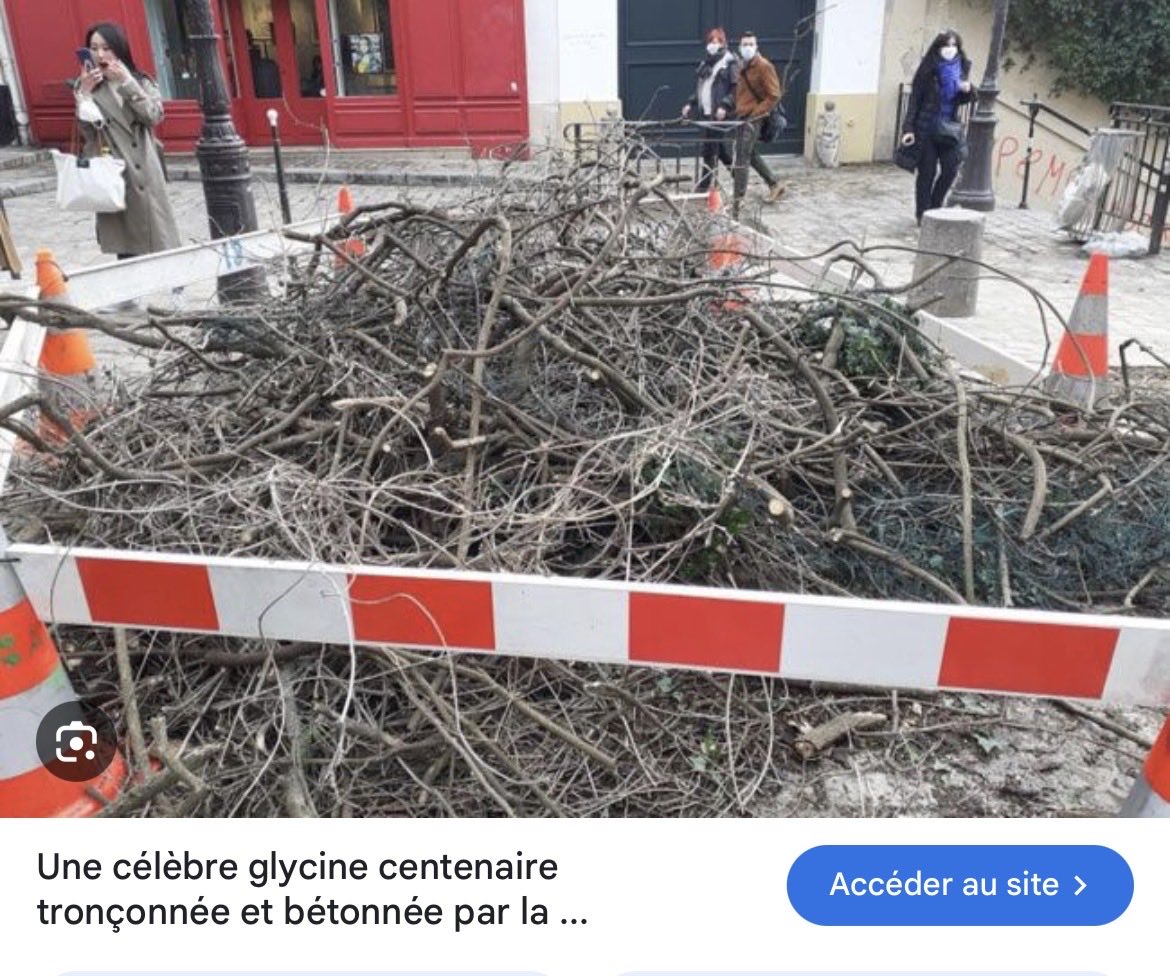 coucou564's tweet photo. @JCQDSE @renaudbellville Chez ma fille ..en Irlande ☘️ , la municipalité tente de sauver l’arbre malade ..  

À #SaccageParis, ils saccagent, détruisent  .. même une glycine centenaire .. 🤦‍♀️ https://t.co/DHfL0LPbOv