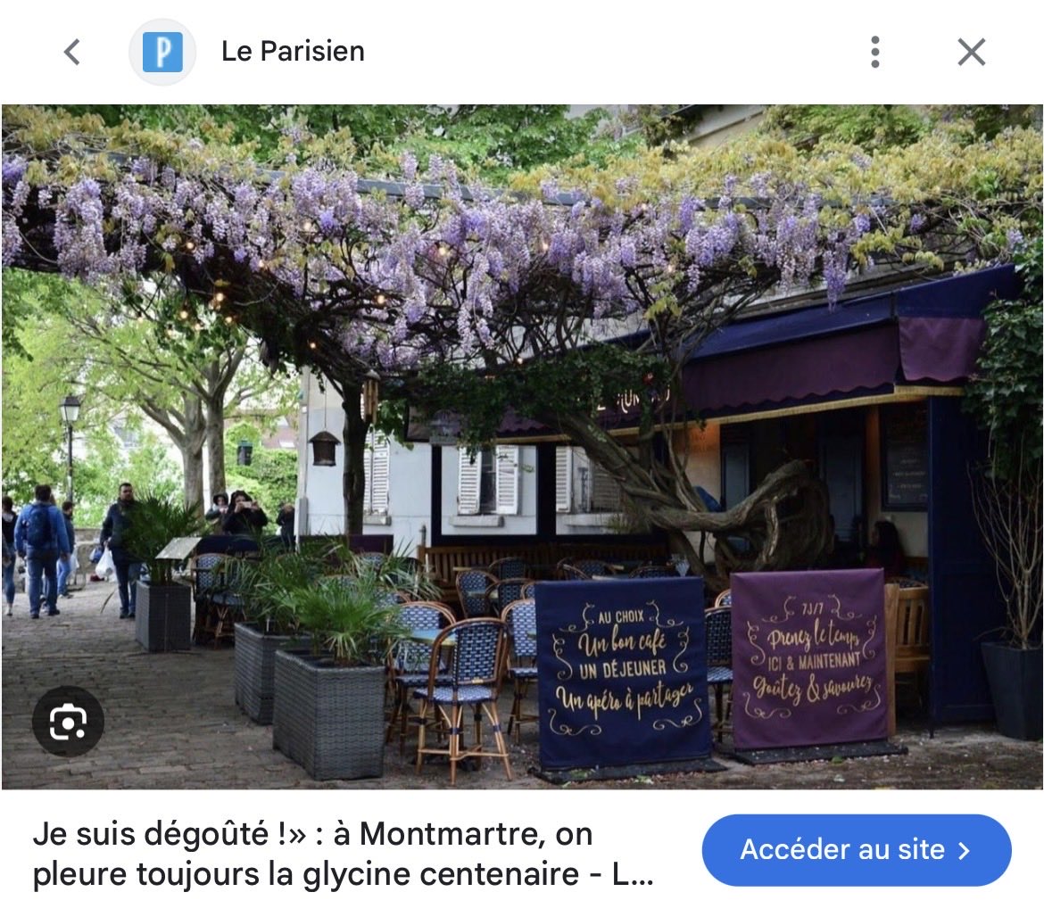 coucou564's tweet photo. @JCQDSE @renaudbellville Chez ma fille ..en Irlande ☘️ , la municipalité tente de sauver l’arbre malade ..  

À #SaccageParis, ils saccagent, détruisent  .. même une glycine centenaire .. 🤦‍♀️ https://t.co/DHfL0LPbOv