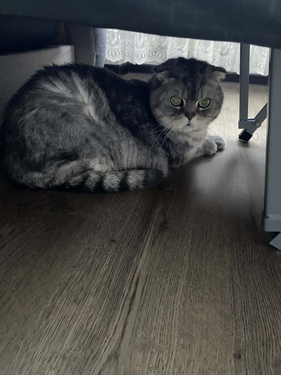 MBelyj2972's tweet photo. Одесса у хозяина инсульт К сожалению котик никому не нужен 12 лет Его через два дня ждёт улица Возможно кто-то захочет спасти котика ,0639905351( номер людей которые хотят помочь котику , но через два дня они уезжают) https://t.co/U9jFtFneHo