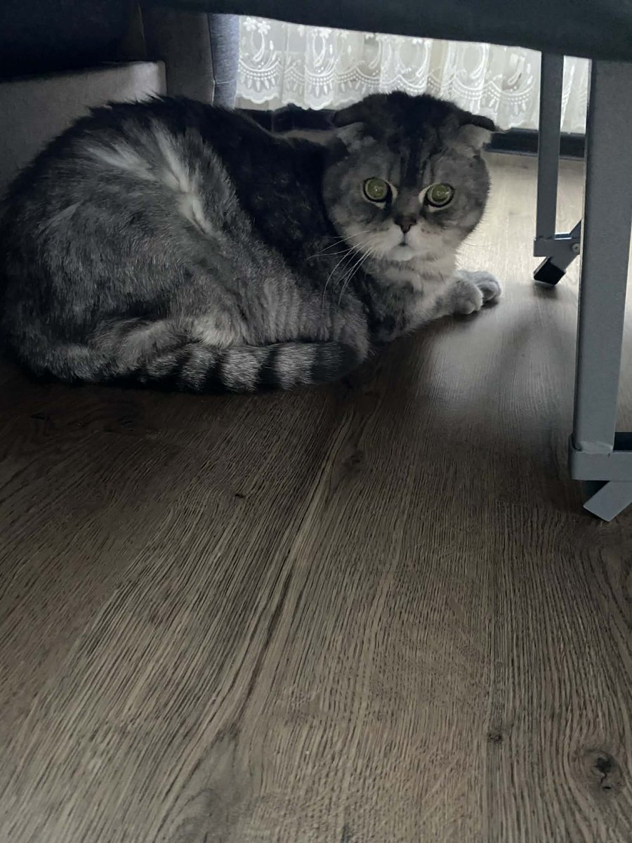 MBelyj2972's tweet photo. Одесса у хозяина инсульт К сожалению котик никому не нужен 12 лет Его через два дня ждёт улица Возможно кто-то захочет спасти котика ,0639905351( номер людей которые хотят помочь котику , но через два дня они уезжают) https://t.co/U9jFtFneHo
