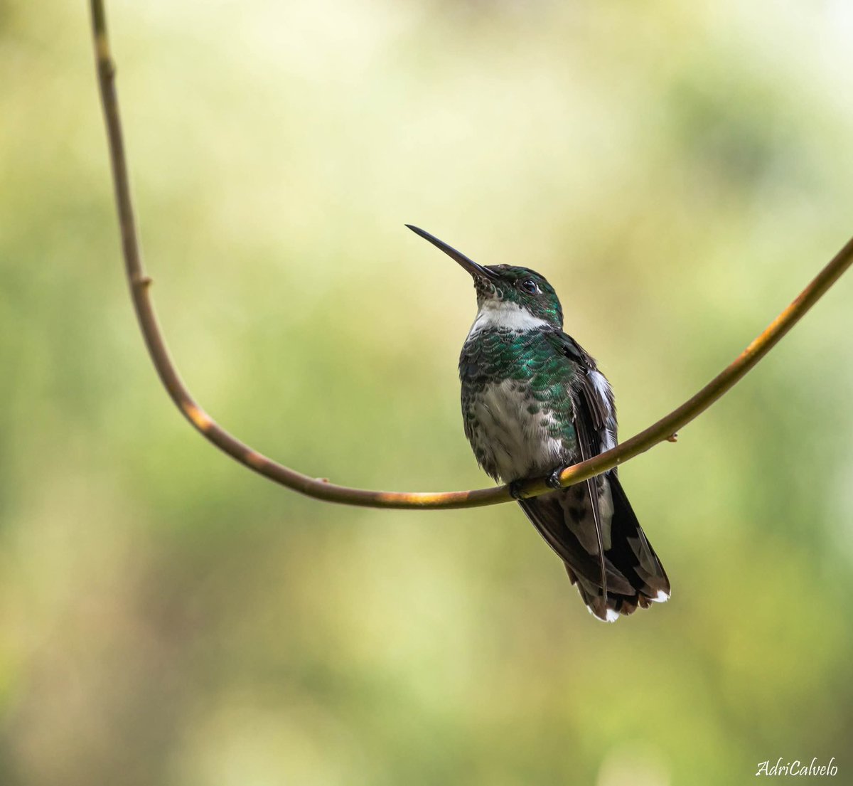 BubbleTw's tweet photo. Hoy es el día del fotógrafo de naturaleza.... Y yo lo soy
🥰🥰🥰🥰 https://t.co/RhVXxjXlIK