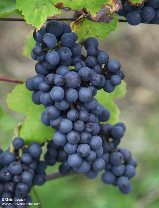 chriswinedoctor's tweet photo. Another chance to see: An updated guide to Pinot Noir in the Loire Valley: I sift fact from fiction and add a new account of Pinot's journey to the Loire from Burgundy &amp; Auvergne.
https://t.co/z71kshxSjd
[subscribers only]
#loirevalley #pinotnoir #auvernat #sancerre #wineguides https://t.co/zBxhqkfQck