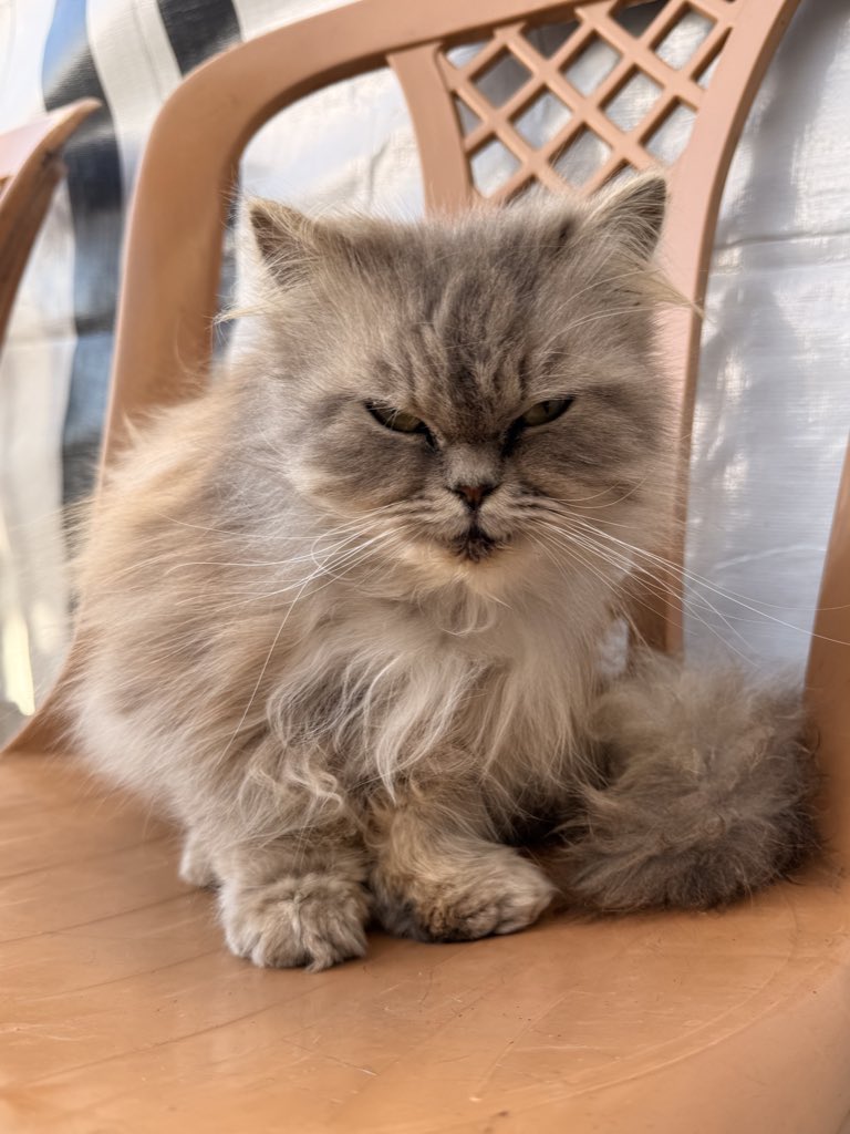 Sharif30Jamal's tweet photo. Lulu the cat is very sick. She needs $76. Please help Lulu 🙏 https://t.co/sdmoNSrrsd… https://t.co/tJDHyVfmtW