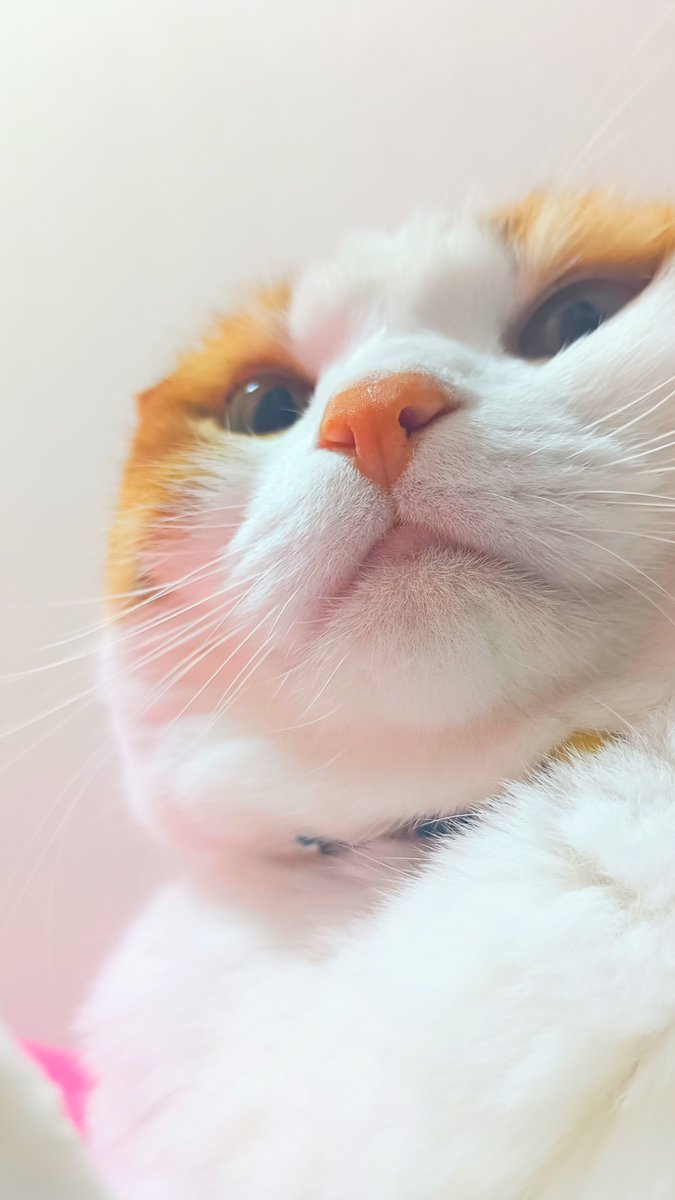 ringring709's tweet photo. GEZANのことマヒトのことでしんどいから
気分転換にうちのかわいい猫の2重あごでも見て！

おやすみなさい https://t.co/2I3VSrpqKf