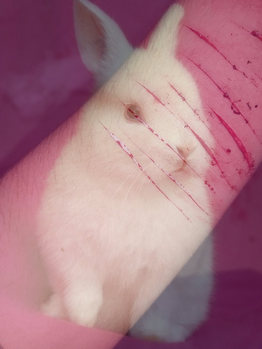 offlinesouul's tweet photo. Mini styro! ˃ 𖥦 ˂ 
ALL FAKE, TESTING SFX MAKEUP PROSTHETICS! FAKE BLOOD, SFX MAKEUP, NOBODY WAS HARMED, ENHANCED WITH AI!! ALL SFX!
#slittwt #shtwt #shedtwt #988twt #goretwt https://t.co/KNfCzF6e4i