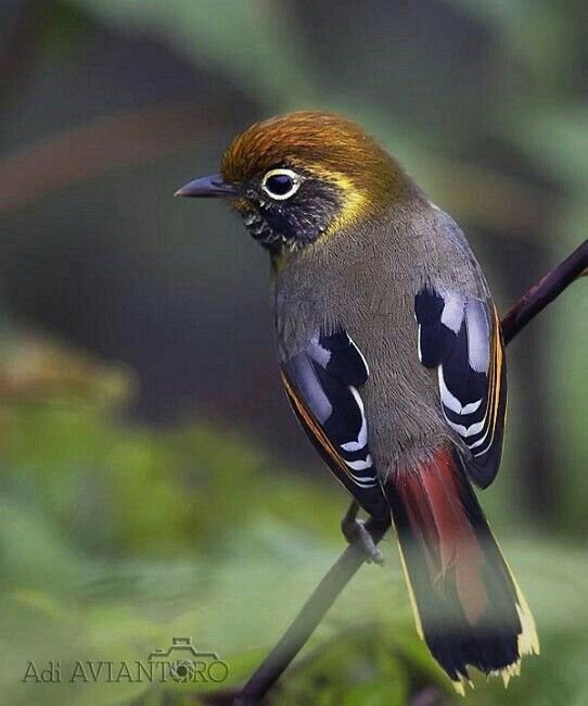 birdslover512's tweet photo. Beautiful bird https://t.co/1YuYK8gQwU