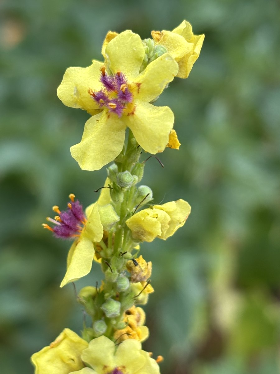 edmondslyn's tweet photo. A rather fortunate wildflower find on Monday, given that the #AlphabetChallenge is #WeekDforDark and this is the first time I've spotted Dark Mullein this year
#WildFlowerHour https://t.co/0IfihSoAO4