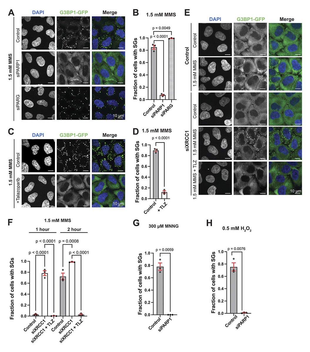 JCellBiol's tweet photo. Maria Tereshchenko, Rebecca Earnshaw, Hyun O. Lee et al. @UofT show that #DNAdamage activates cytoplasmic stress responses that promote cell survival. https://t.co/LfQWyvjeEB
#Physiology #CellSignaling #Biochemistry #DNAbiology https://t.co/BbCjDU6BFl